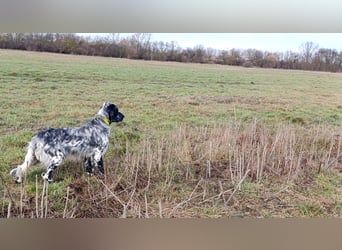 Englische setter Rüden