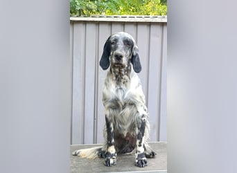 Englische setter Rüden