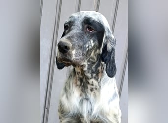 Englische setter Rüden