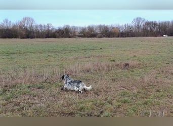 Englische setter Rüden