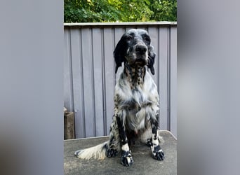 Englische setter Rüden