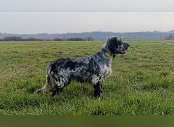 Englische setter Rüden