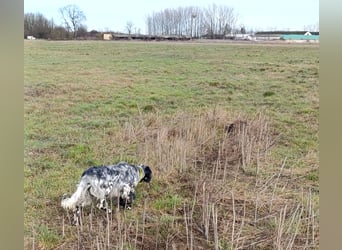 Englische setter Rüden