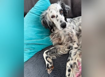 Vermittlungshilfe für Roxy