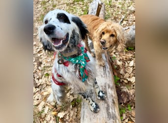 Vermittlungshilfe für Roxy