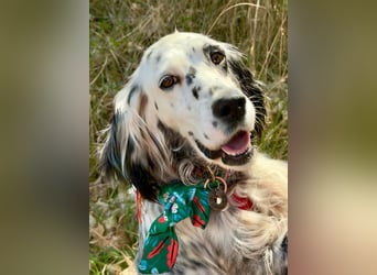 Vermittlungshilfe für Roxy