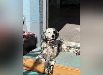 Vermittlungshilfe für Roxy