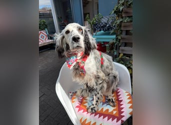 Vermittlungshilfe für Roxy