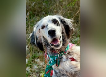 Vermittlungshilfe für Roxy