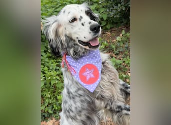 Vermittlungshilfe für Roxy