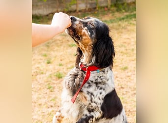 Cockie die Setter Schönheit wartet auf die 2. Chance
