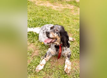 Cockie die Setter Schönheit wartet auf die 2. Chance
