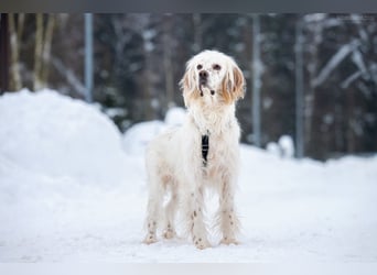 Toller Englischer Setter Martin wartet auf Sie!