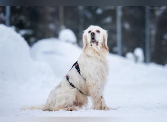 Toller Englischer Setter Martin wartet auf Sie!