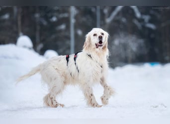 Toller Englischer Setter Martin wartet auf Sie!