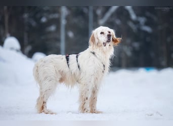 Toller Englischer Setter Martin wartet auf Sie!