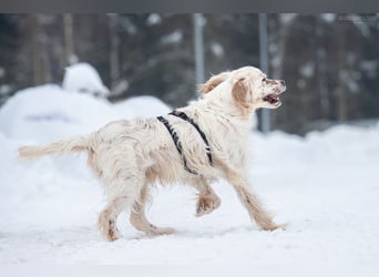 Toller Englischer Setter Martin wartet auf Sie!