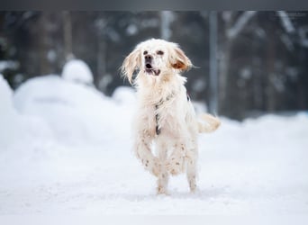 Toller Englischer Setter Martin wartet auf Sie!