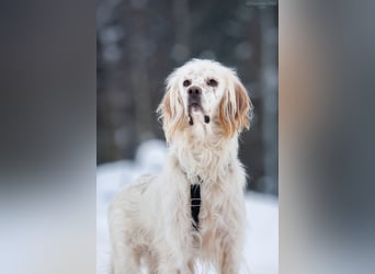 Toller Englischer Setter Martin wartet auf Sie!