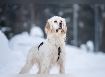 Toller Englischer Setter Martin wartet auf Sie!