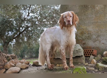 Darf Rio bald an deiner Seite durchs Leben laufen?