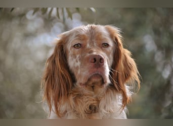 Darf Rio bald an deiner Seite durchs Leben laufen?