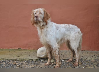 Darf Rio bald an deiner Seite durchs Leben laufen?