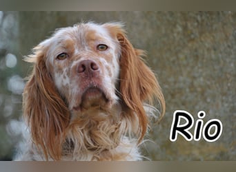 Darf Rio bald an deiner Seite durchs Leben laufen?