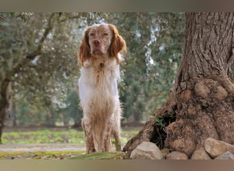Darf Rio bald an deiner Seite durchs Leben laufen?