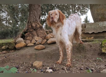 Darf Rio bald an deiner Seite durchs Leben laufen?