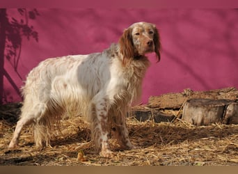 Darf Rio bald an deiner Seite durchs Leben laufen?