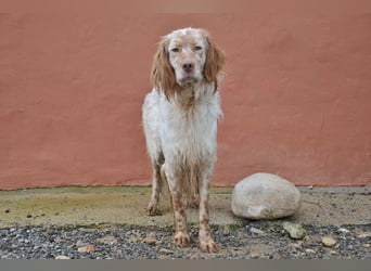Darf Rio bald an deiner Seite durchs Leben laufen?