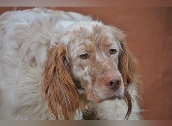 Darf Rio bald an deiner Seite durchs Leben laufen?