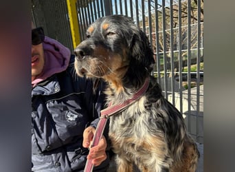 Eugenio  - so viel Sanftheit und Liebe. Wer möchte ihm ein Zuhause schenken?