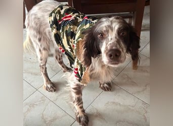 Enea - ein Traumsetter - quirlig, neugierig und verschmust