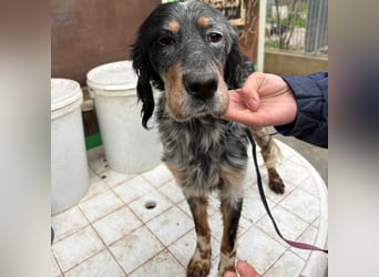 Eugenio  - so viel Sanftheit und Liebe. Wer möchte ihm ein Zuhause schenken?