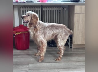 Luis - Setter Jackpot auf 4 Pfoten