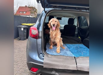 Luis - Setter Jackpot auf 4 Pfoten