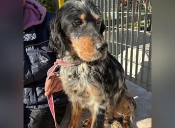 Eugenio  - so viel Sanftheit und Liebe. Wer möchte ihm ein Zuhause schenken?