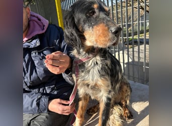 Eugenio  - so viel Sanftheit und Liebe. Wer möchte ihm ein Zuhause schenken?