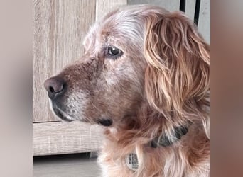 Luis - Setter Jackpot auf 4 Pfoten