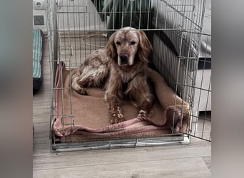 Luis - Setter Jackpot auf 4 Pfoten