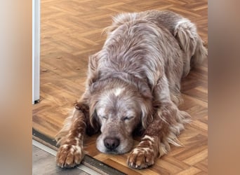 Luis - Setter Jackpot auf 4 Pfoten