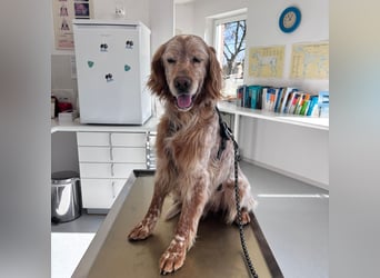 Luis - Setter Jackpot auf 4 Pfoten