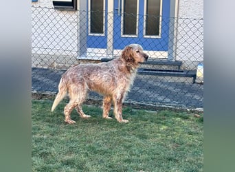 Luis - Setter Jackpot auf 4 Pfoten