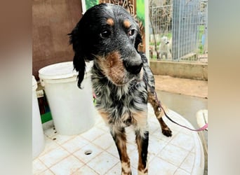 Eugenio  - so viel Sanftheit und Liebe. Wer möchte ihm ein Zuhause schenken?