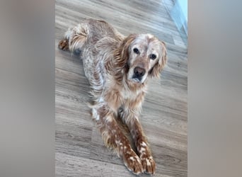 Luis - Setter Jackpot auf 4 Pfoten