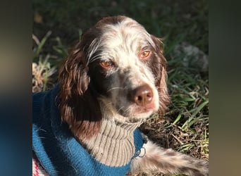 Enea - ein Traumsetter - quirlig, neugierig und verschmust