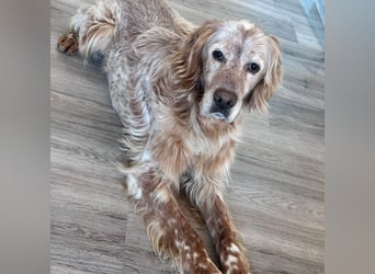 Luis - Setter Jackpot auf 4 Pfoten