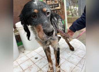 Eugenio  - so viel Sanftheit und Liebe. Wer möchte ihm ein Zuhause schenken?